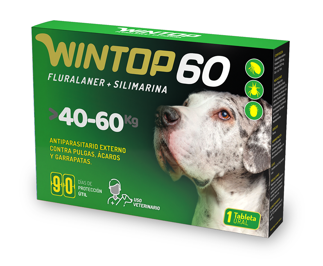 Wintop 60